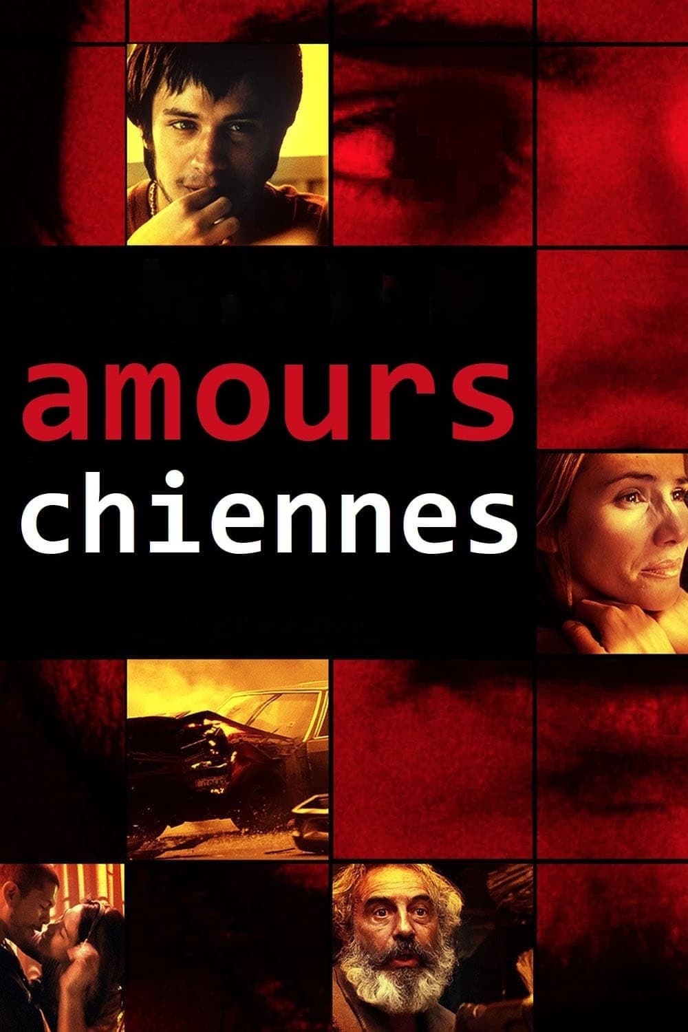 Amours chiennes streaming